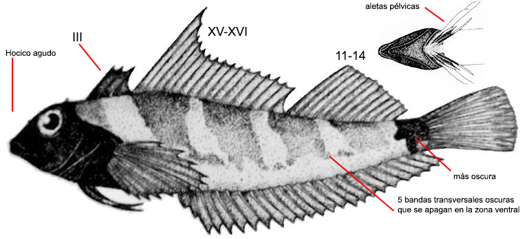 Tripterigium delaisi _01